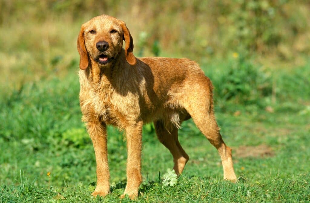 Griffon Fauve de Bretagne : caractère, santé et prix de ce chasseur breton