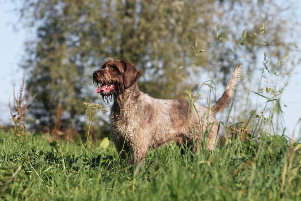 Griffon Korthals : caractère, santé et prix de ce chien d&rsquo;arrêt