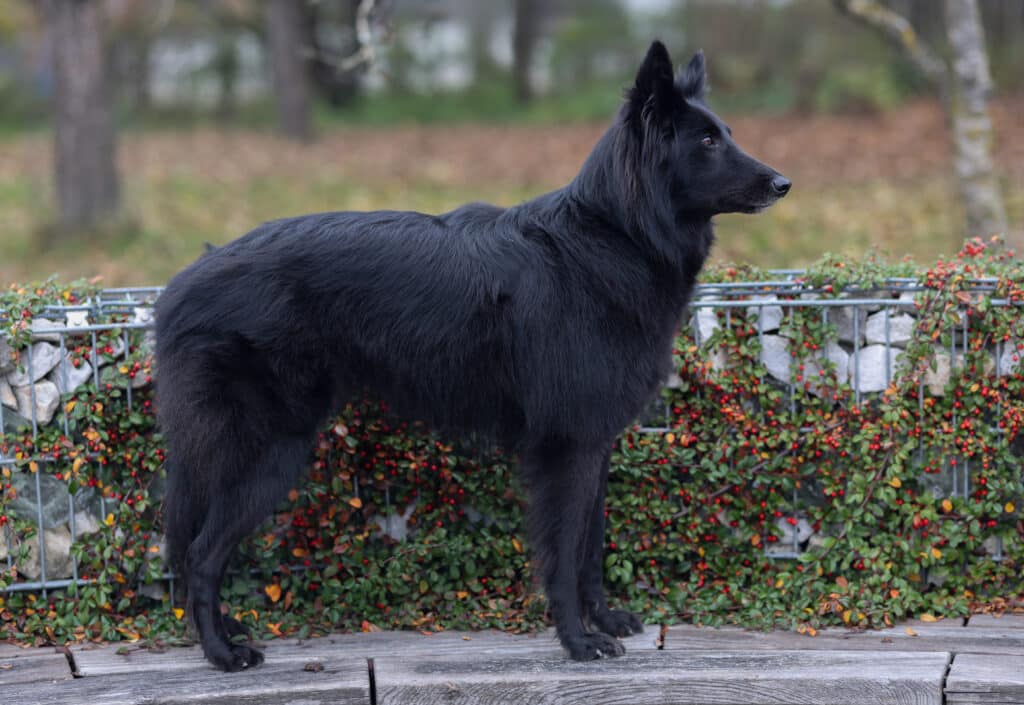 Groenendael : caractère, santé et éducation du berger belge noir