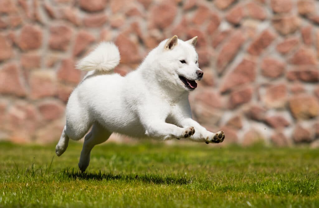 Hokkaïdo : caractère, éducation et prix de ce chien japonais