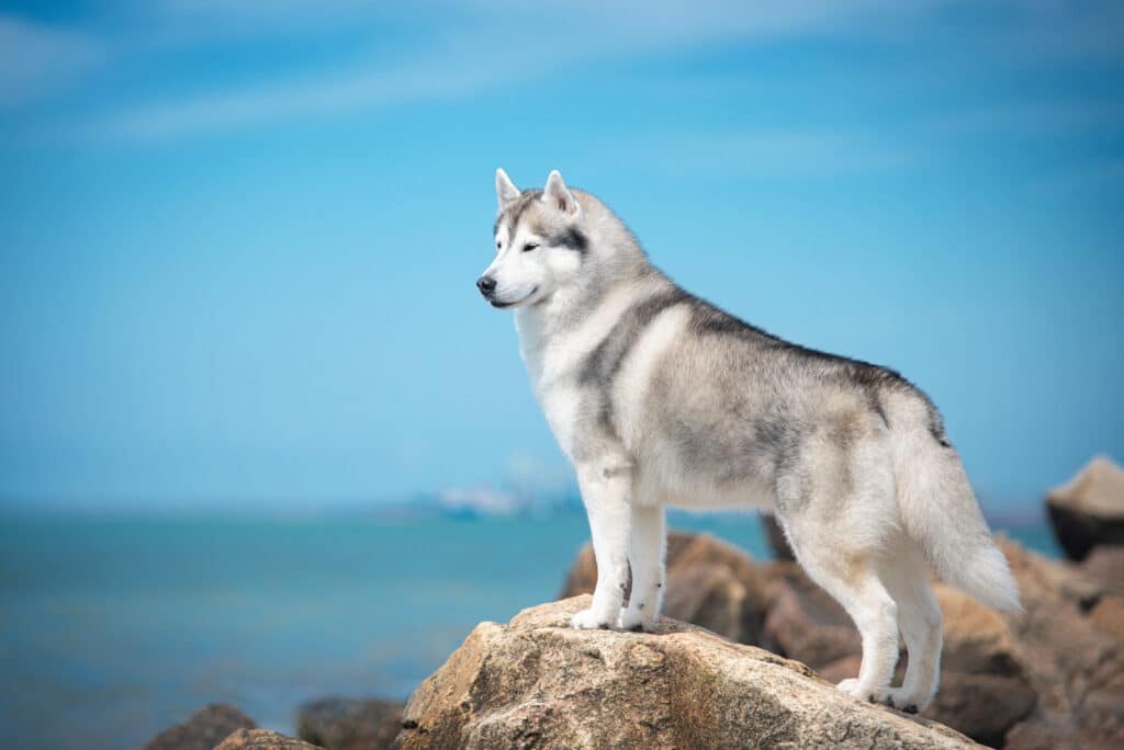 Husky Sibérien : caractère, mode de vie et santé de cette race