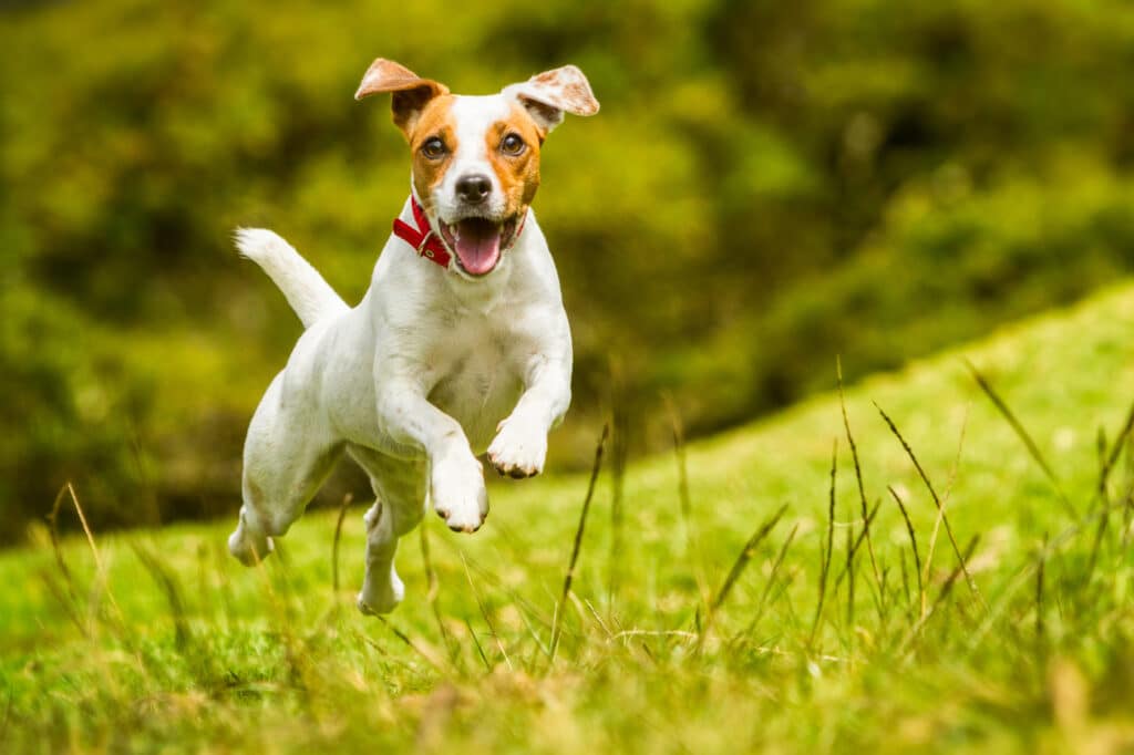 Jack Russell Terrier : caractère, éducation et santé de ce petit terrier énergique