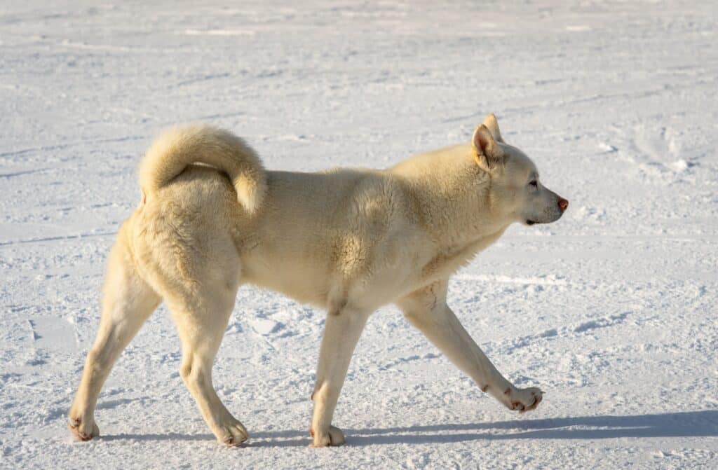 Jindo Coréen : caractère, éducation et prix de ce chien fidèle