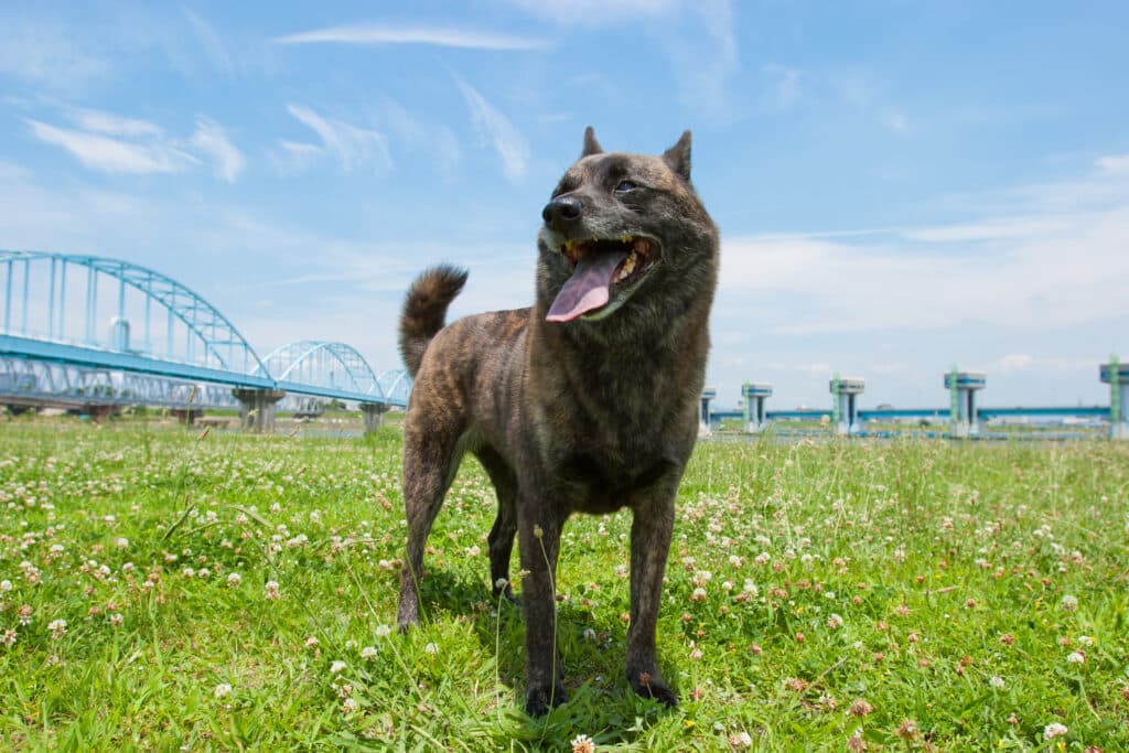 Kai : caractère, éducation et prix de ce chien japonais