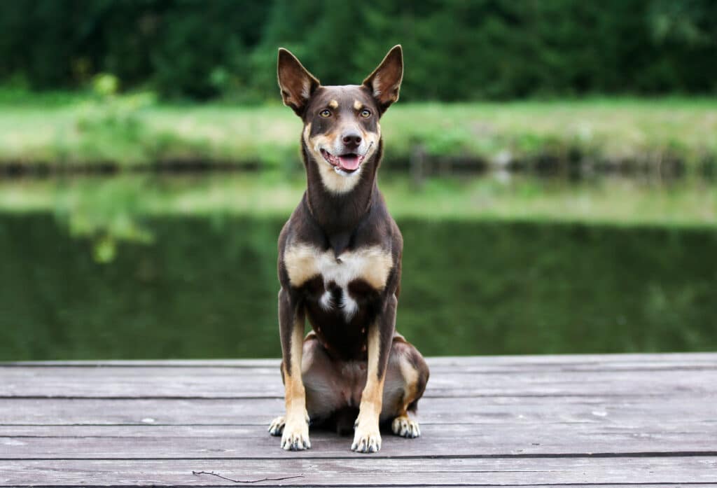 Kelpie Australien : caractère, éducation et prix de cette race de berger