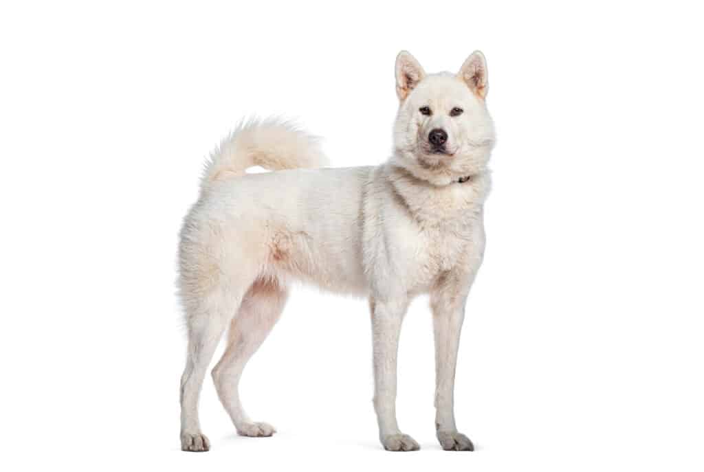 Kishu : caractère, éducation et santé de ce chien japonais