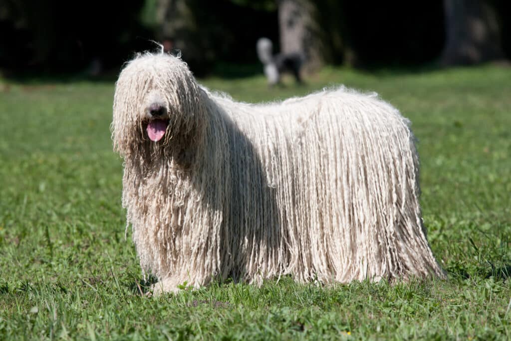 Komondor : caractère, santé et entretien de ce berger hongrois