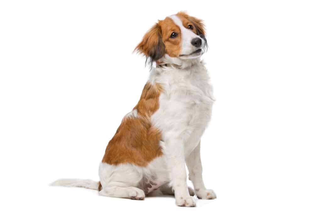 Kooikerhondje : caractère, mode de vie et santé de ce petit chien hollandais
