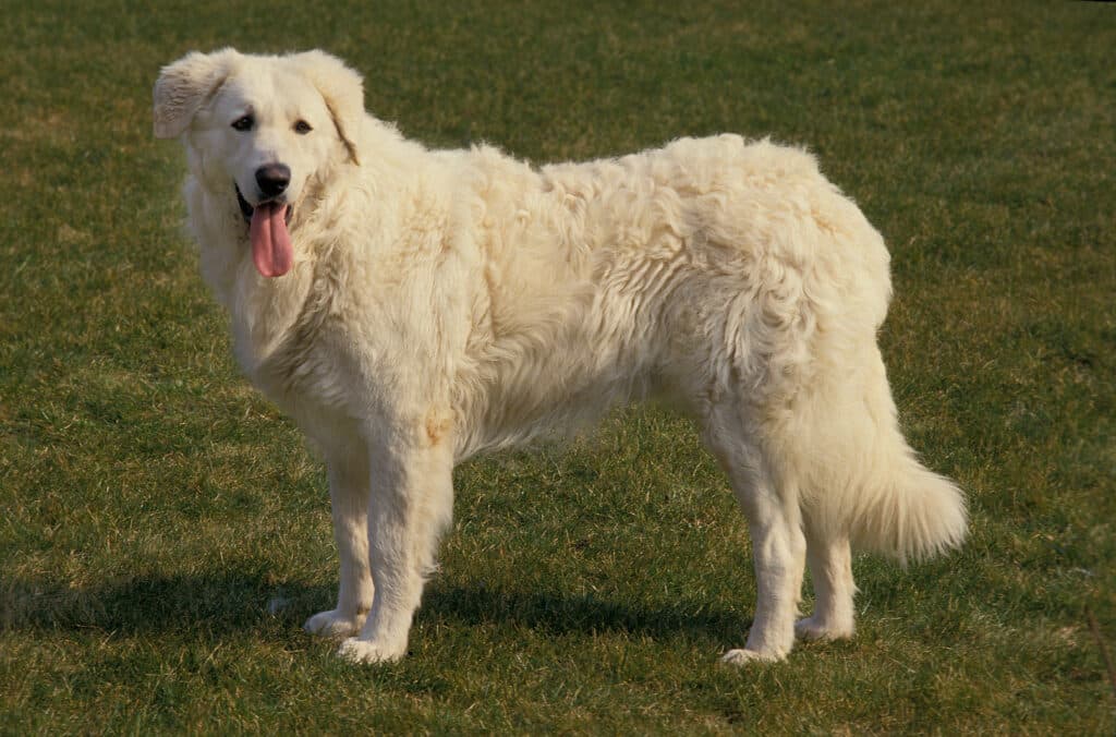 Kuvasz : caractère, santé et éducation de ce gardien hongrois