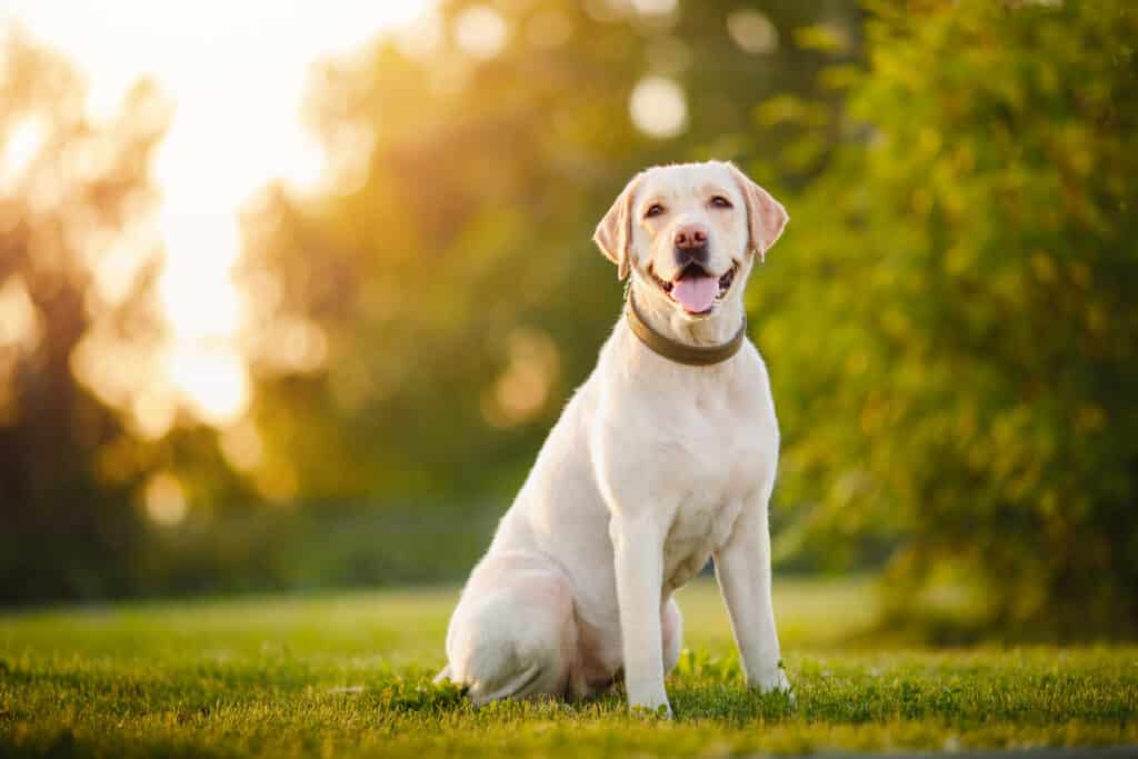 Labrador : caractère, éducation, santé et prix de la race