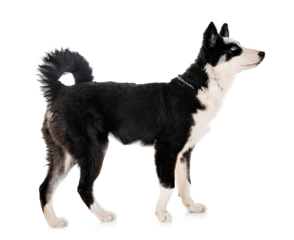 Laïka de Iakoutie : caractère, santé et prix de ce chien nordique