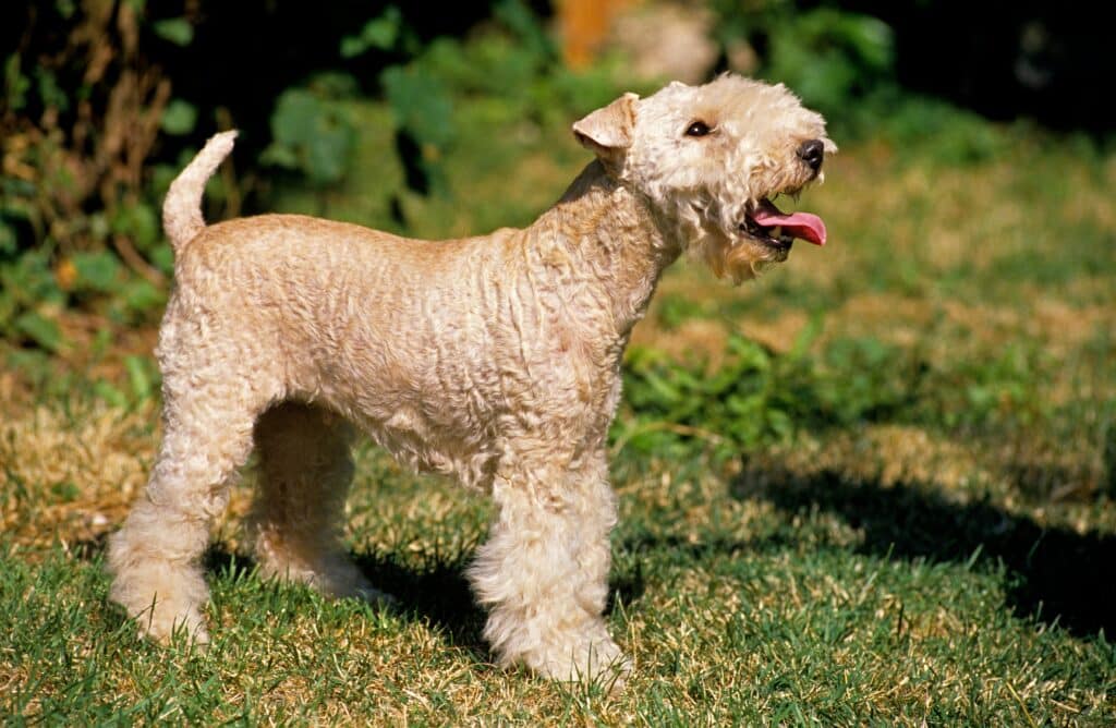 Lakeland Terrier : caractère, éducation et santé de ce petit chasseur