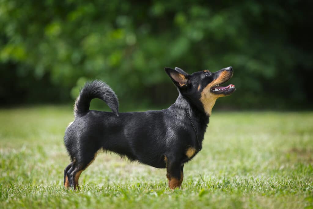 Lancashire Heeler : caractère, éducation et santé de ce petit chien anglais