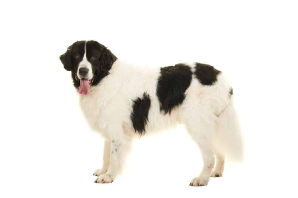 Landseer : caractère, éducation et santé de ce géant noir et blanc