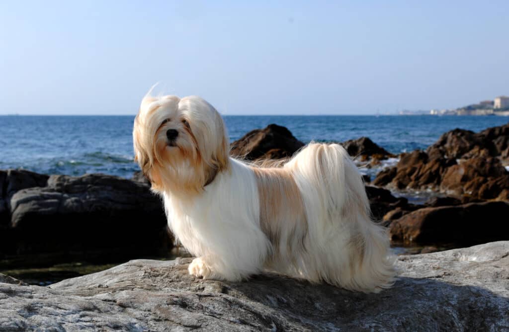 Lhasa Apso : caractère, santé et éducation de ce petit chien tibétain