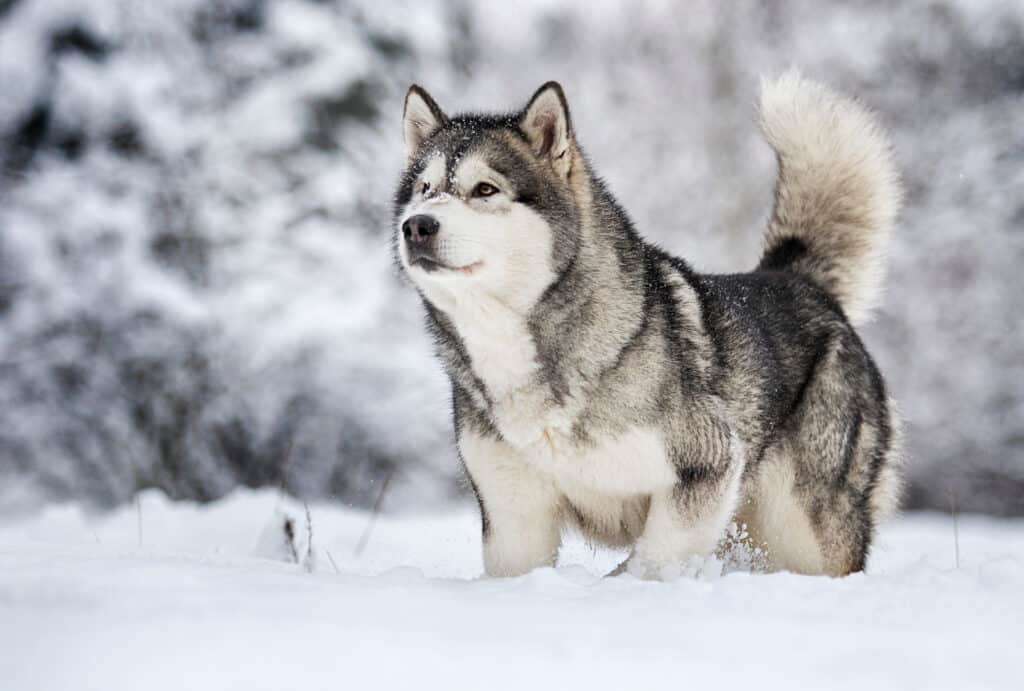 Malamute de l&rsquo;Alaska : caractère, santé et mode de vie de ce chien de traîneau