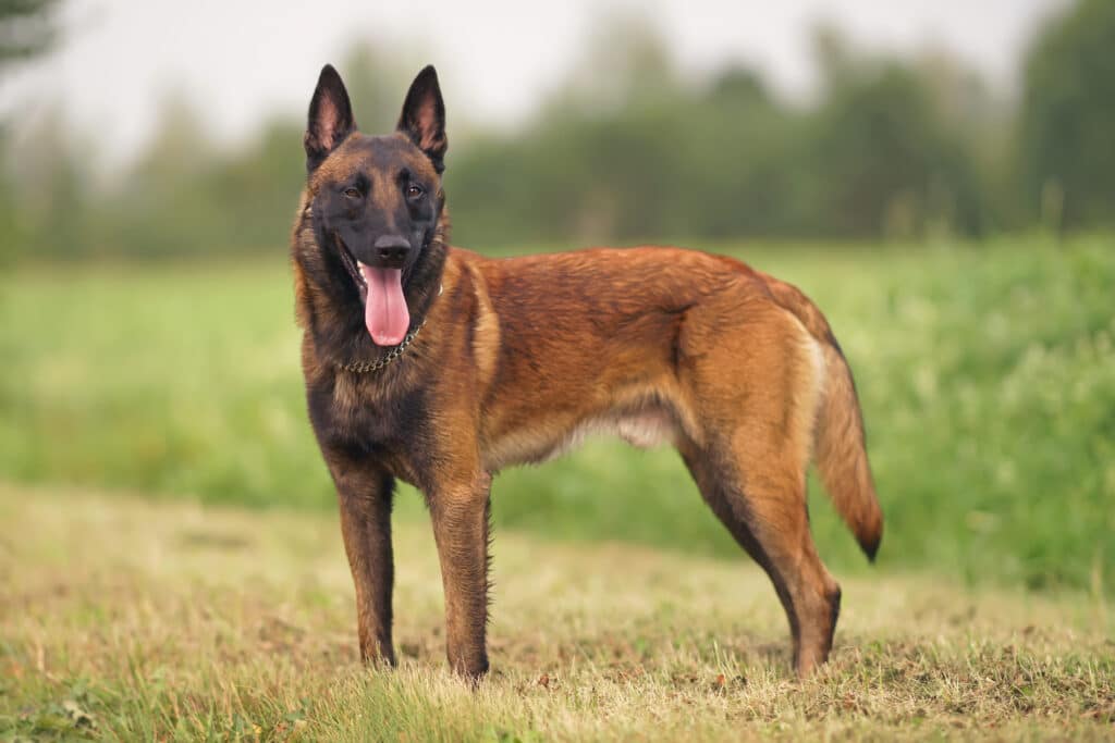 Malinois : caractère, éducation et santé de ce berger belge