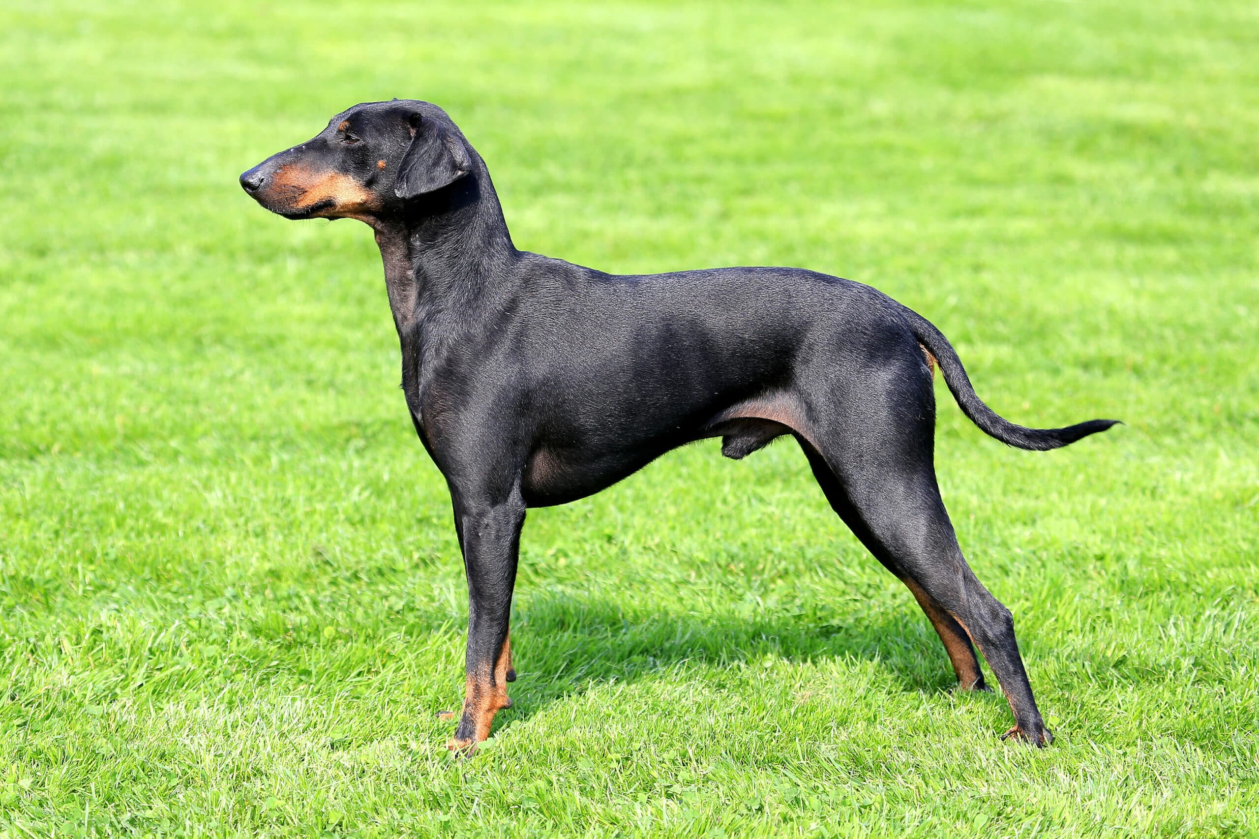Photo d'un Manchester Terrier