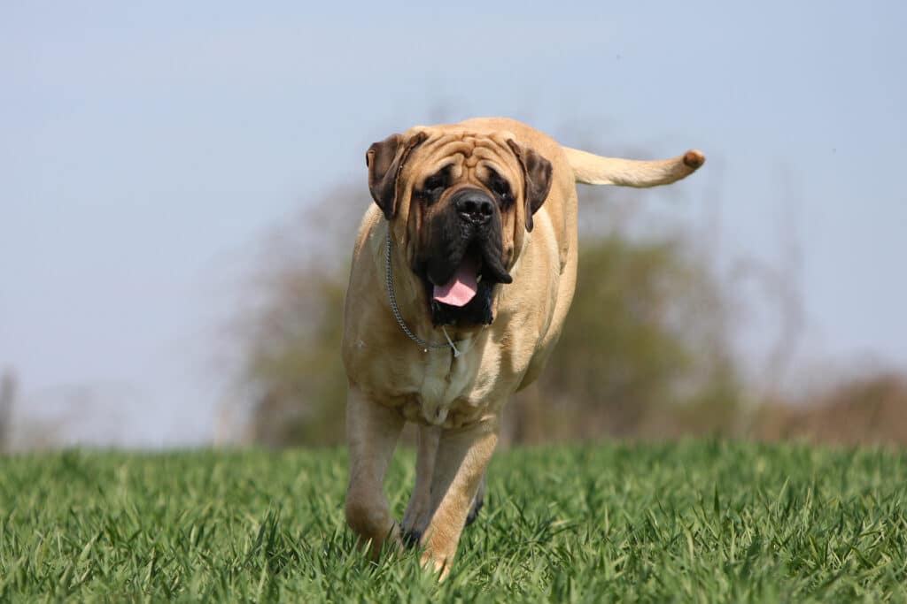 Mastiff : caractère, santé et prix de ce géant anglais