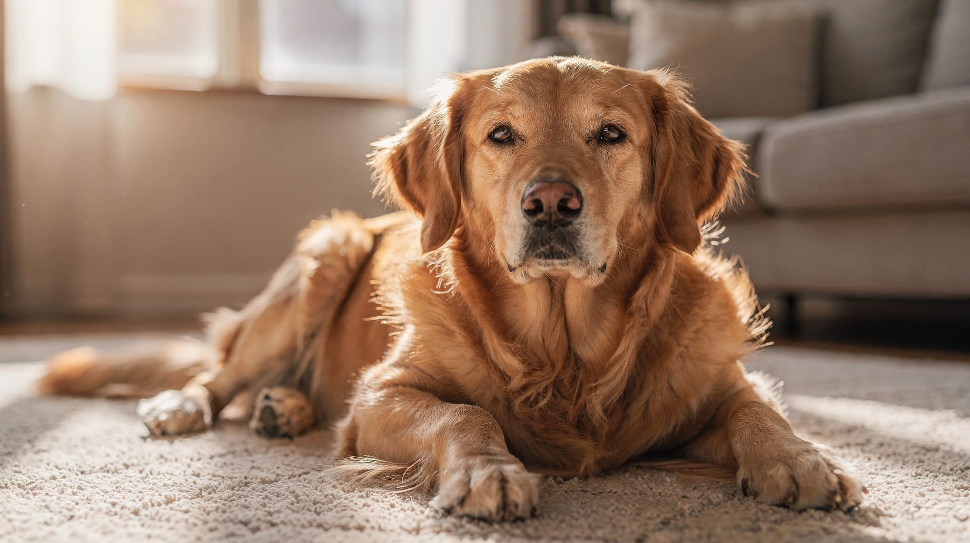 Un golden retriever allongé sur un tapis moelleux, oreilles détendues et regard serein dans un salon éclairé.