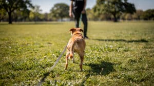 Un chien attentif regarde vers son maître en portant une longe d'éducation dans un parc ensoleillé.