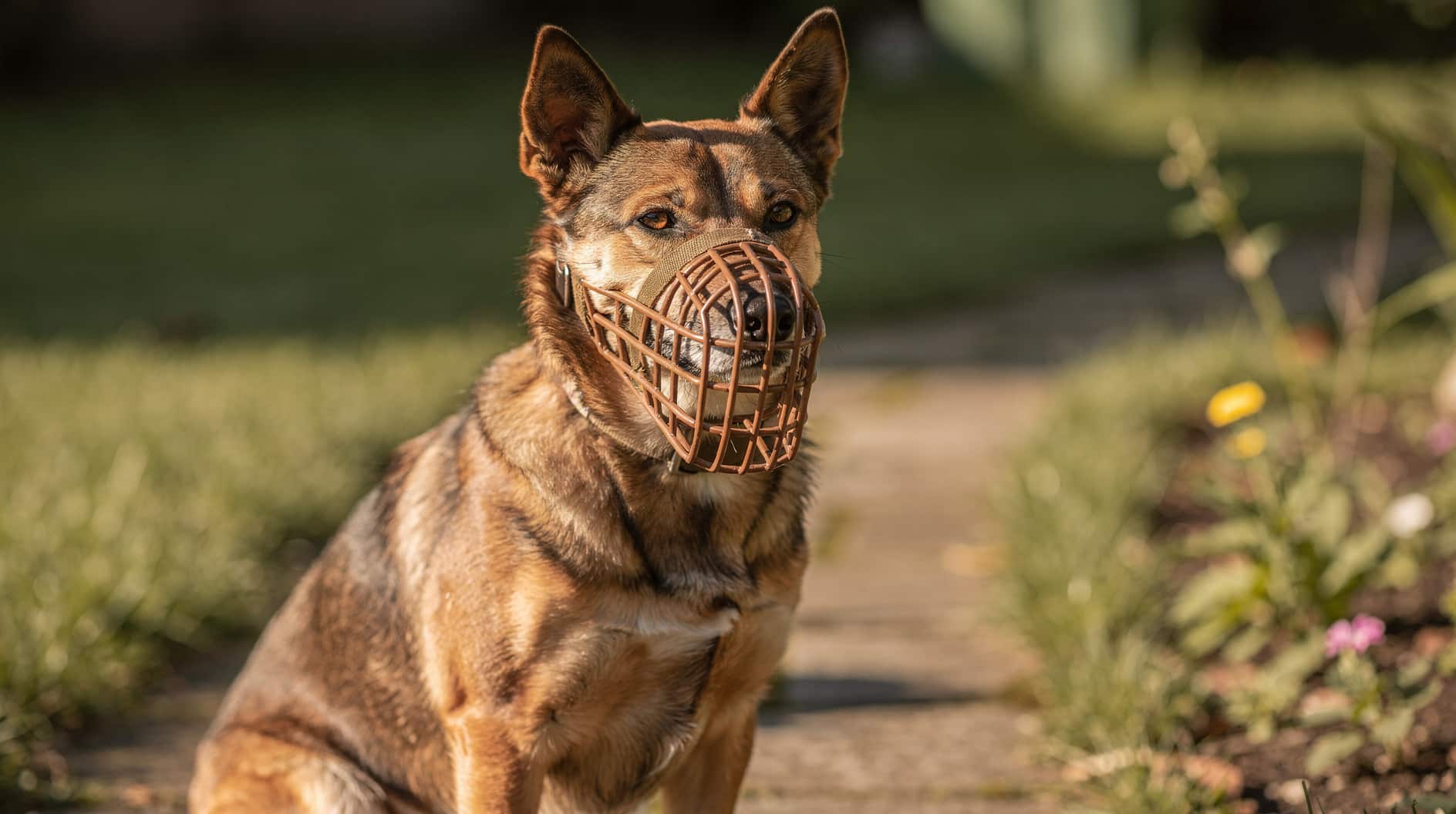 Un chien au repos portant une muselière panier bien ajustée, l'expression sereine.