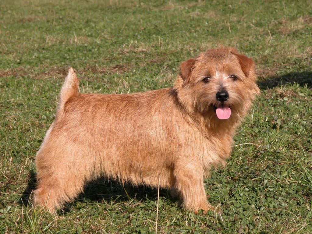 Norfolk Terrier : caractère, éducation et santé de ce petit terrier anglais