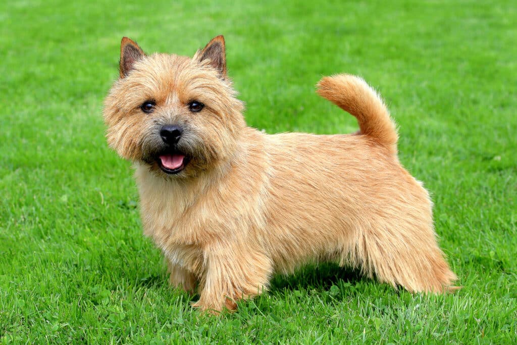 Norwich Terrier : caractère, santé et prix de ce petit terrier anglais