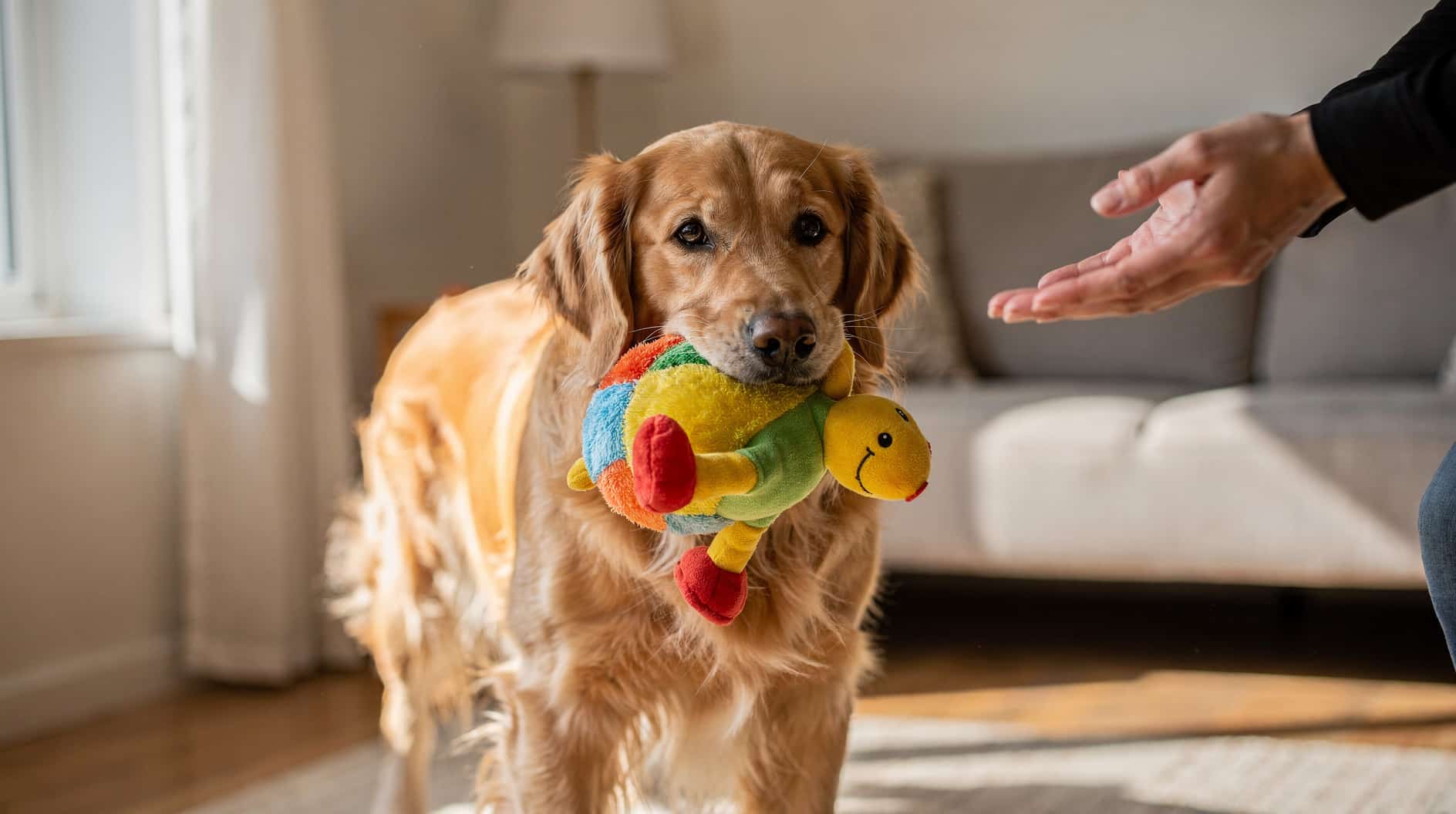 Un golden retriever tient un jouet dans sa gueule, le regard tourné vers une main qui tend une friandise.