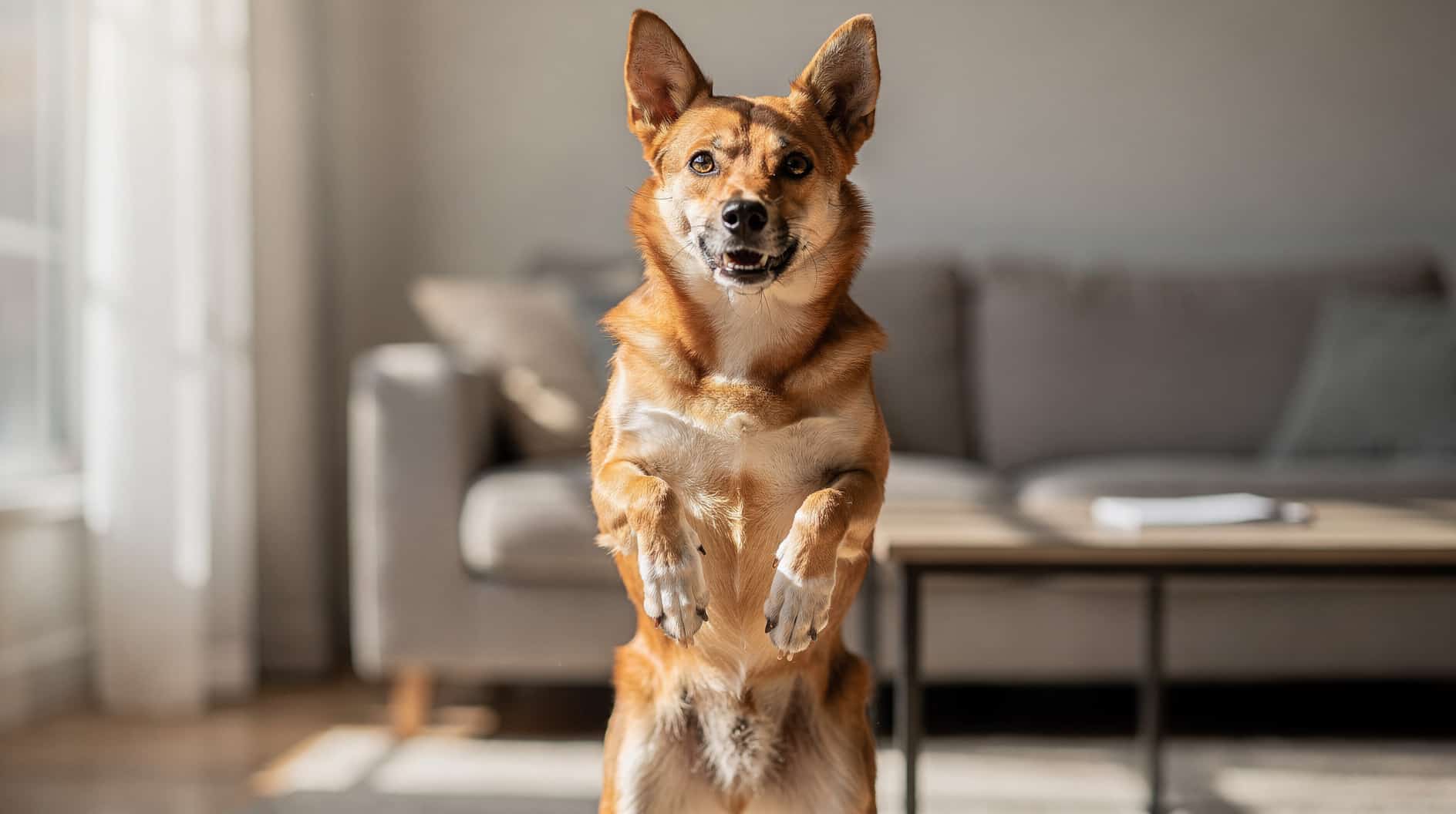 Un chien dressé sur ses pattes arrière, pattes avant levées, regard attentif vers le haut.