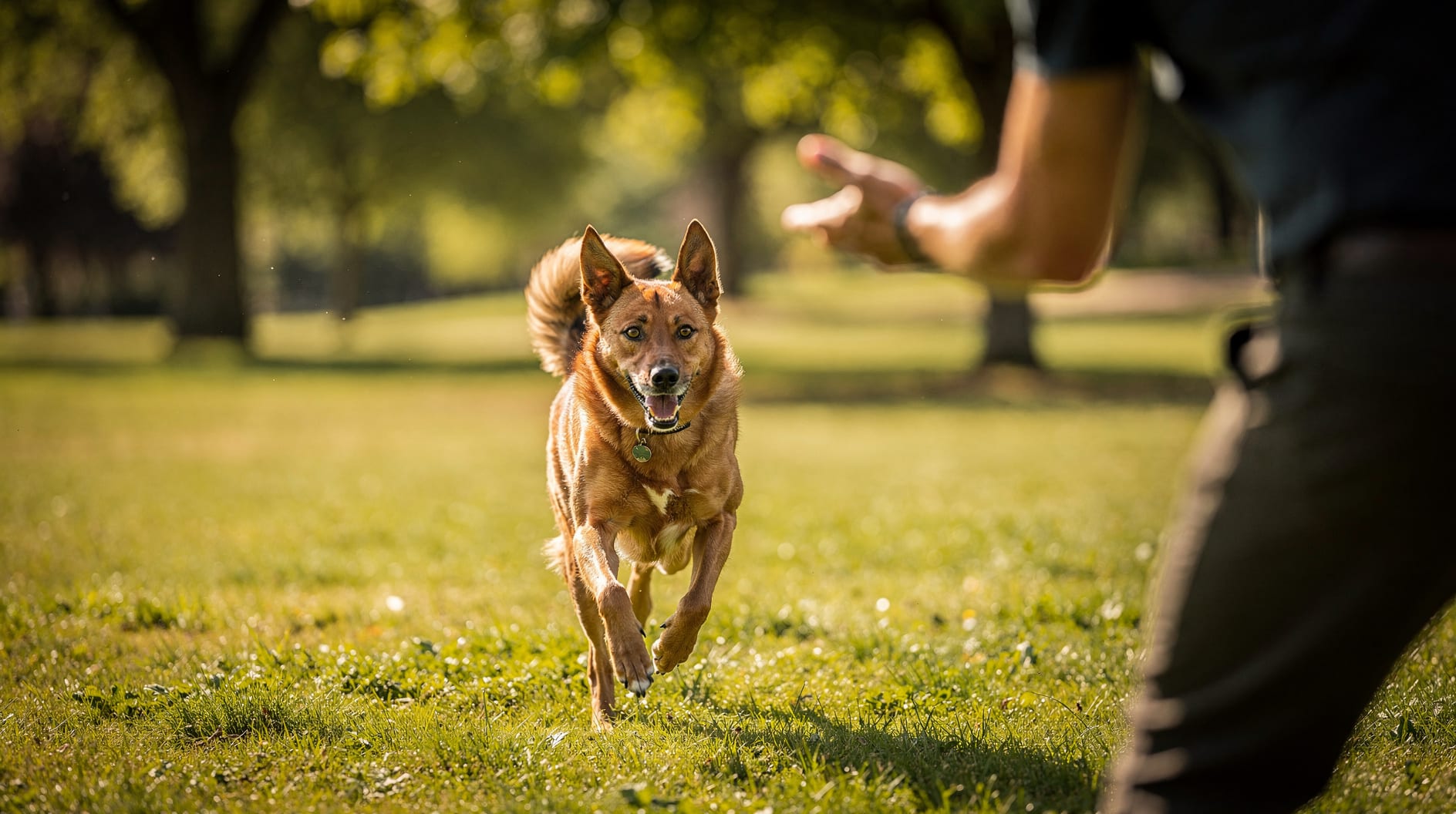 Un chien alerte court vers son maître dans un parc ensoleillé, au milieu d'une prairie.