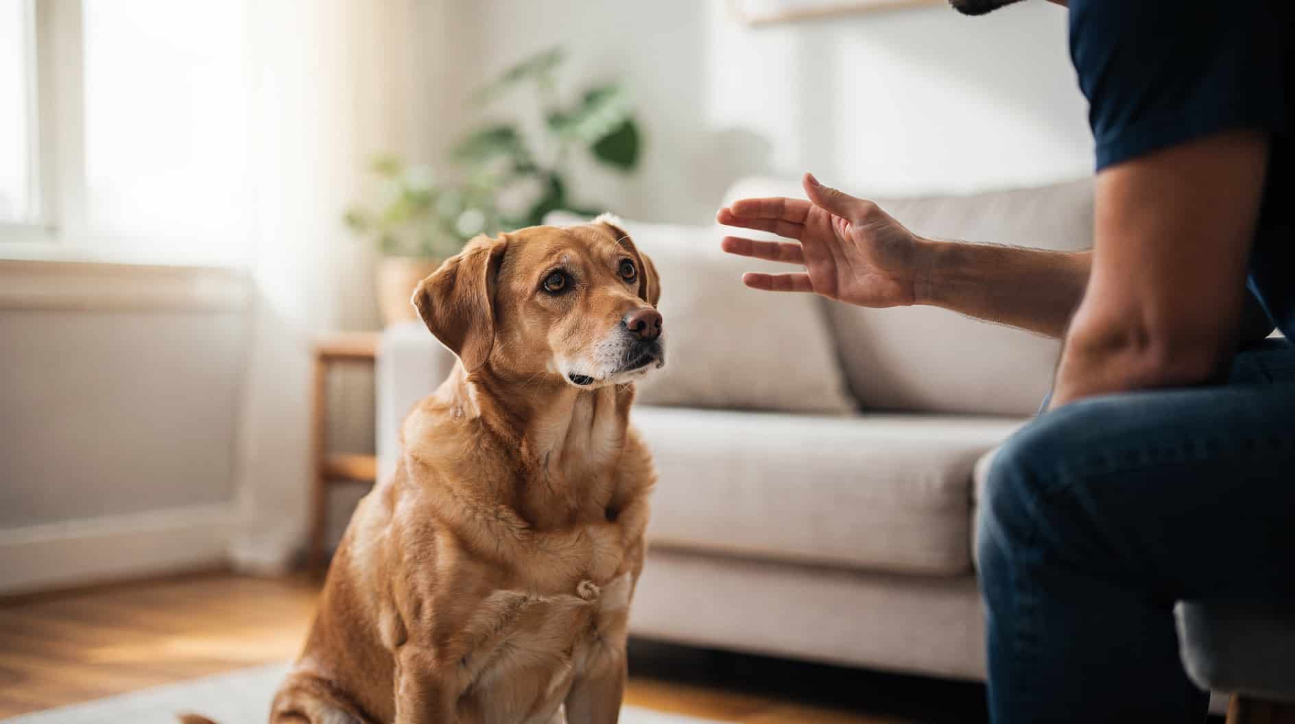 Un chien attentif regardant droit dans les yeux la personne face à lui dans un salon baigné de lumière naturelle.