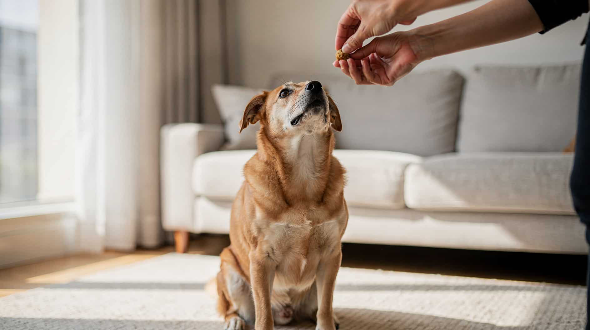 Un chien assis attentivement regarde vers le haut, les yeux fixés sur des mains offrant une friandise.