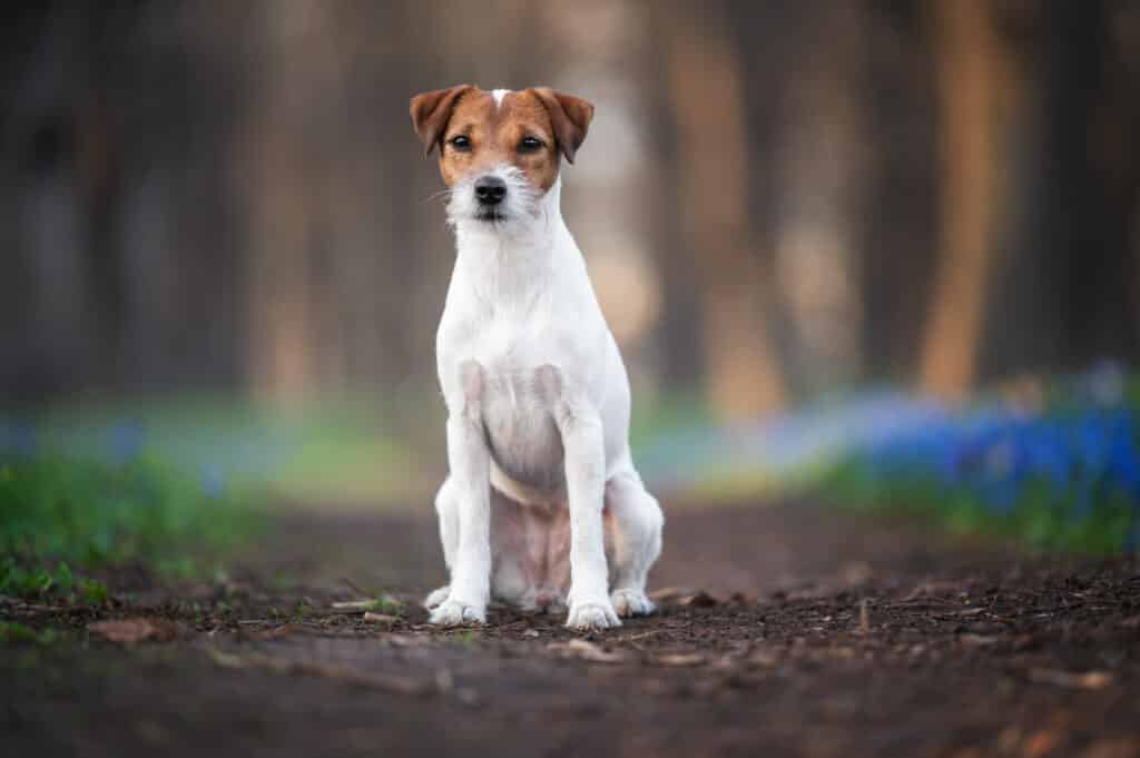 Parson Russell Terrier : caractère, santé, éducation et prix de cette race