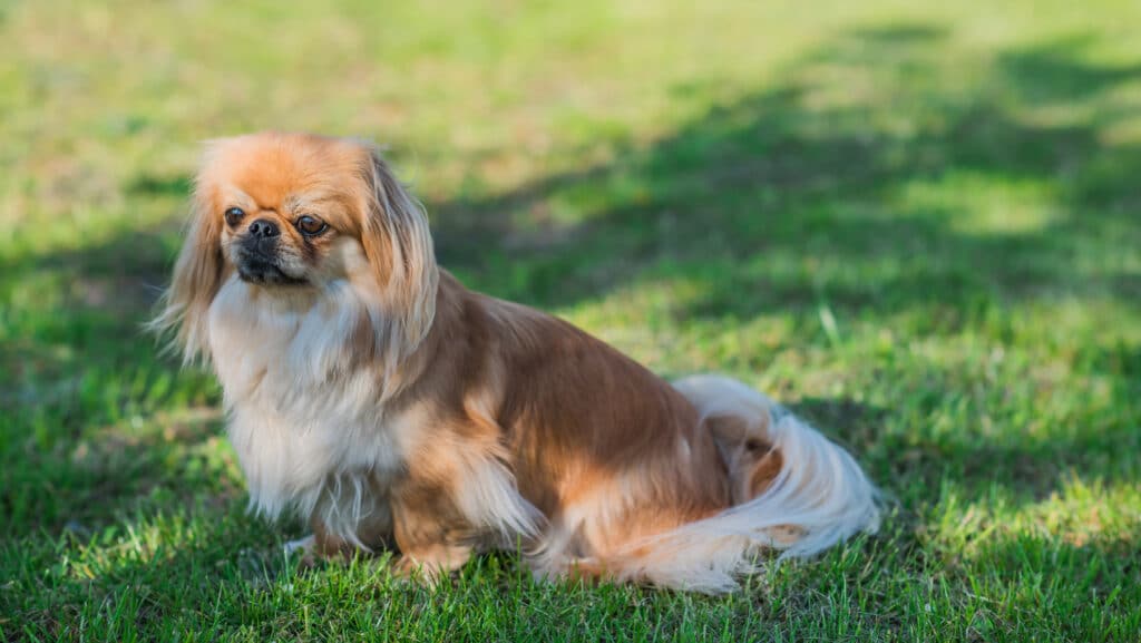 Pékinois : caractère, santé et prix de ce petit chien de compagnie