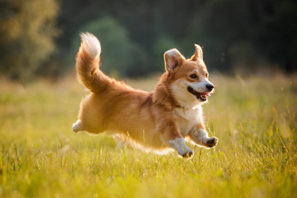 Welsh Corgi Pembroke : caractère, éducation et santé de la race
