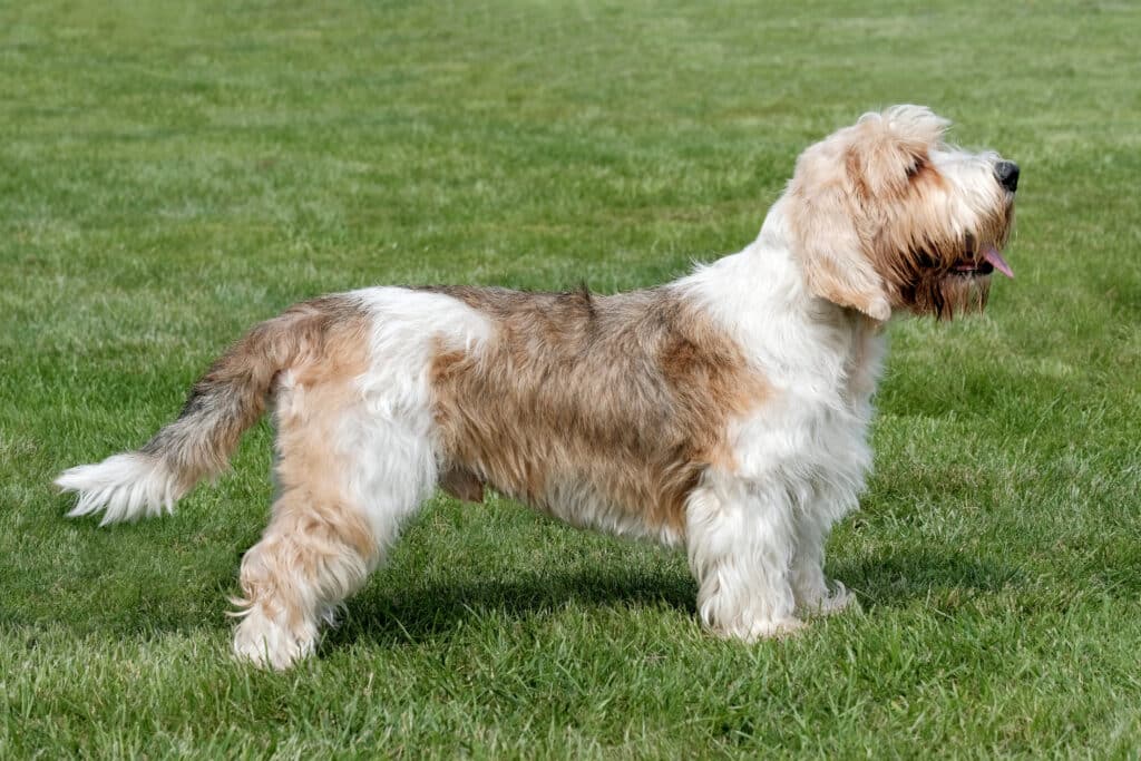 Petit Basset Griffon Vendéen : caractère, santé et prix de cette race