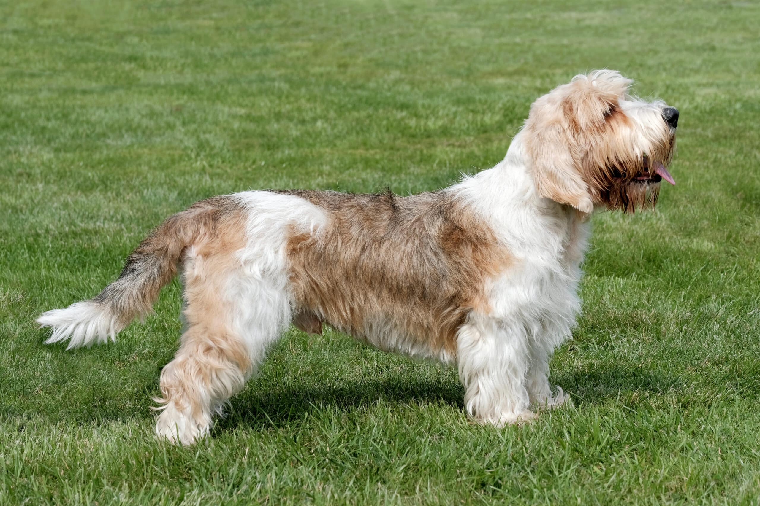 Photo d'un Petit Basset Griffon Vendeen