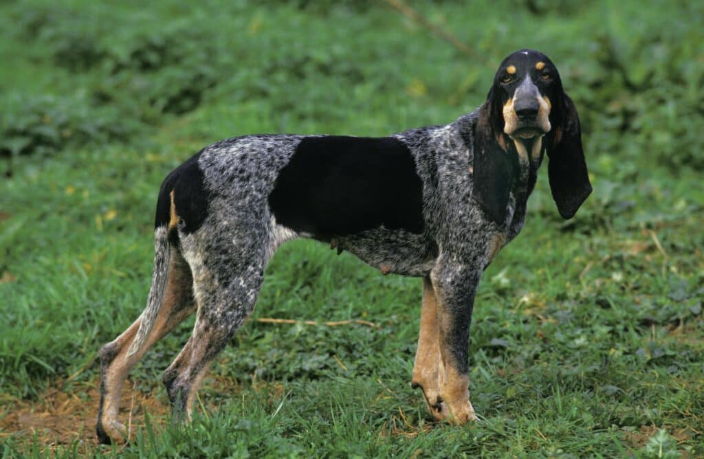 Petit Bleu de Gascogne : caractère, santé et prix d&rsquo;un chien courant français