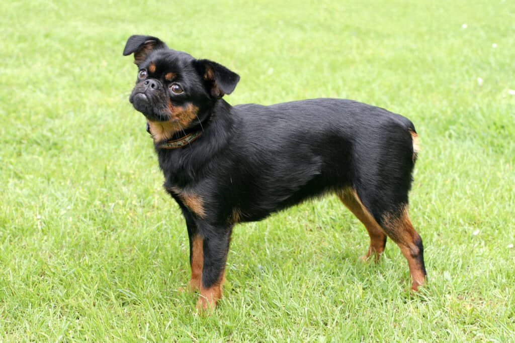 Petit Brabançon : caractère, santé et prix de ce petit chien belge