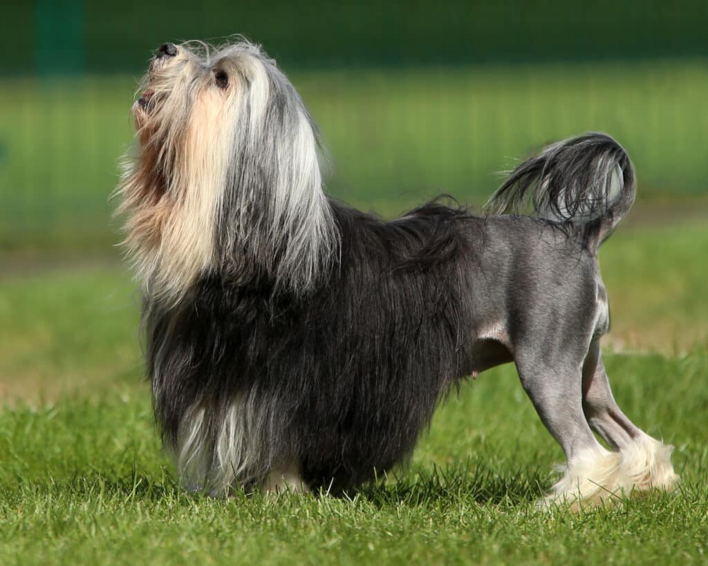 Petit Chien Lion : caractère, éducation et entretien de ce bichon rare