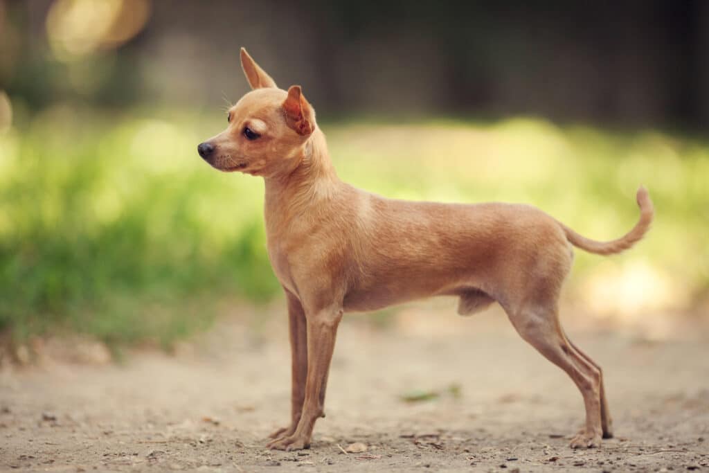 Petit Chien Russe : caractère, santé et prix de ce minuscule compagnon