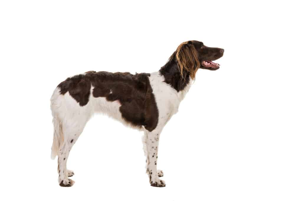 Petit Épagneul de Münster : caractère, éducation et santé de ce chien d&rsquo;arrêt