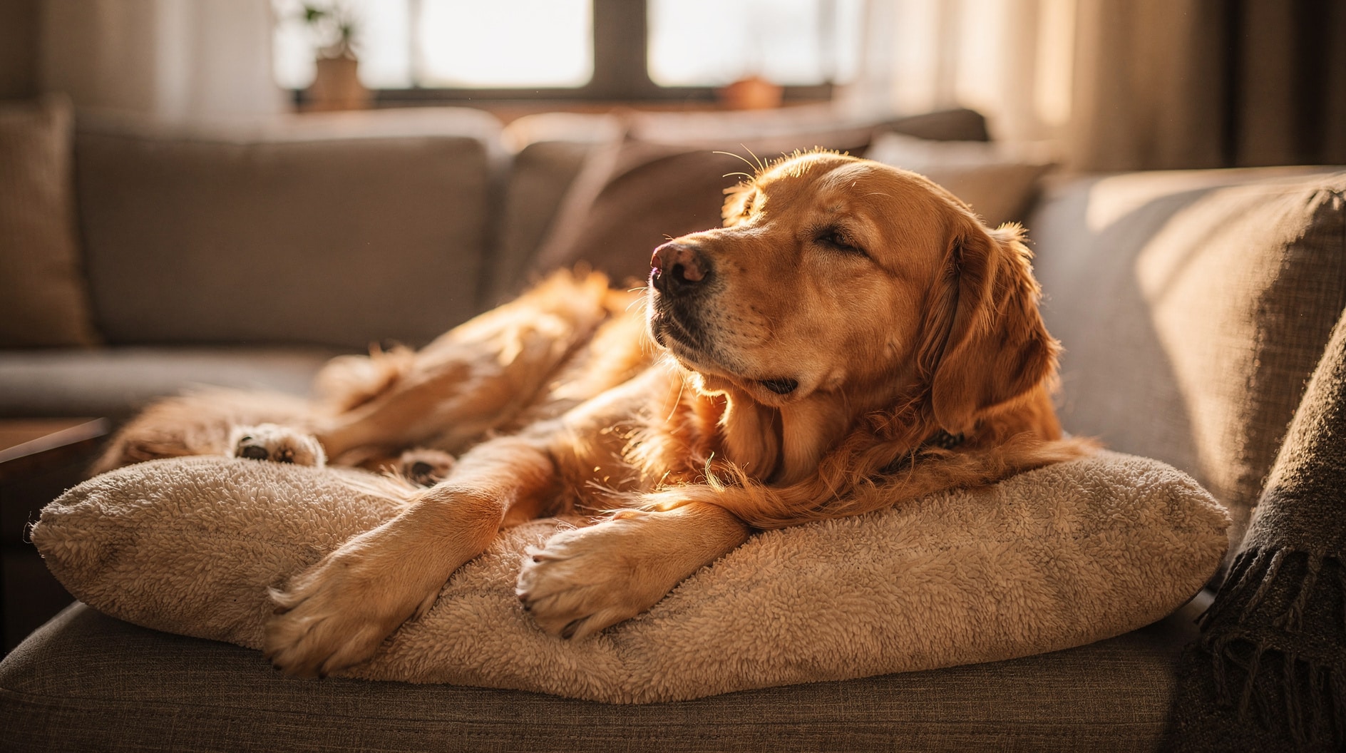 Un golden retriever étendu tranquillement sur un coussin, regard serein et détenu