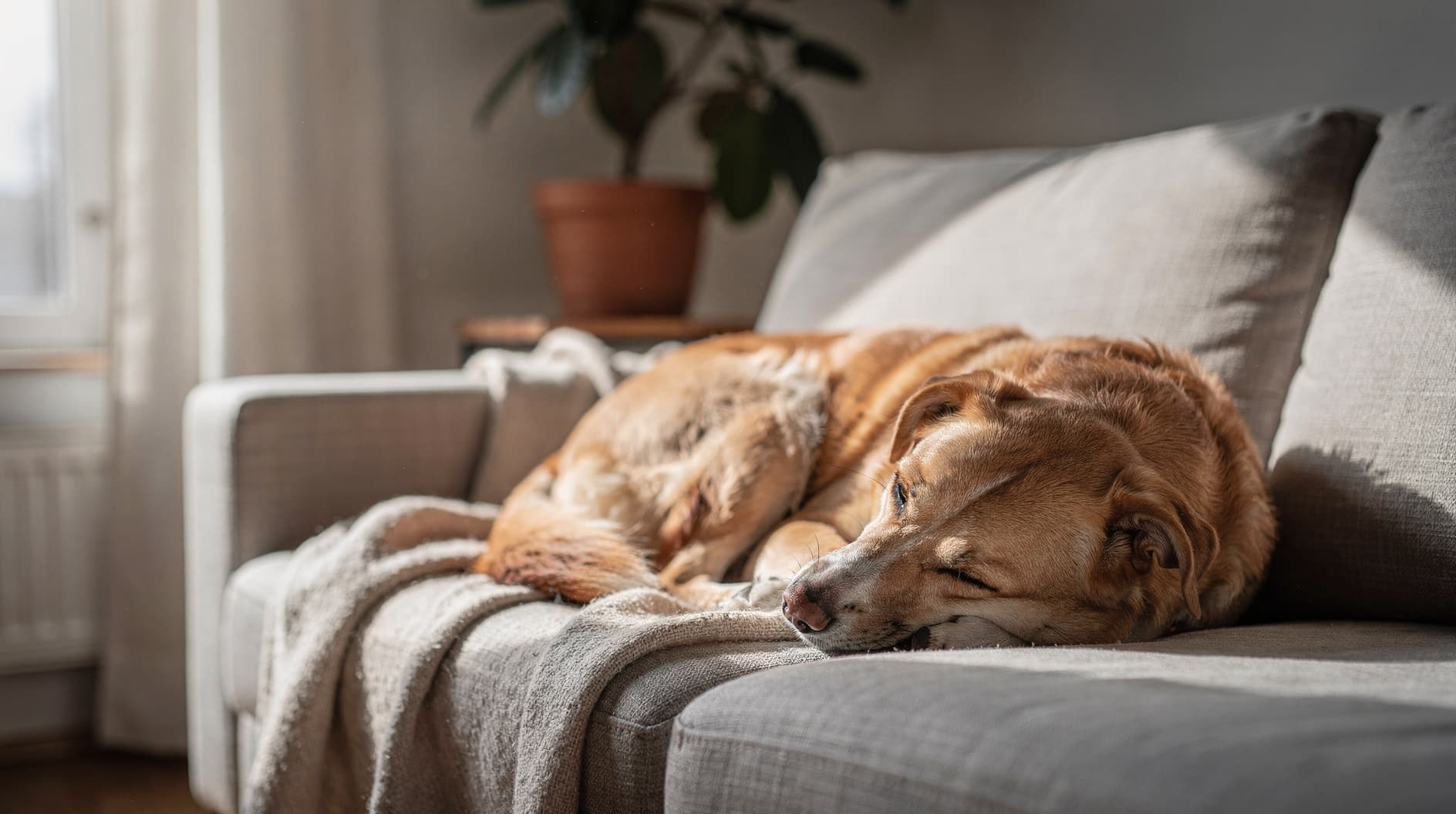 Un chien allongé calmement sur un tapis, regardant vers l'avant avec une expression détendue.