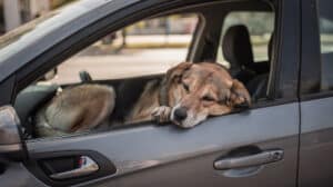 Un chien allongé sereinement sur la banquette arrière d'une voiture, regardant vers l'avant avec calme.