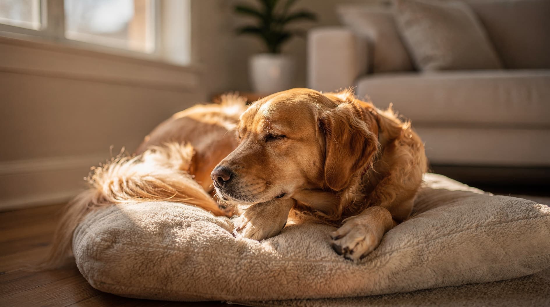 Un golden retriever allongé calmement sur un coussin moelleux, le regard paisible.