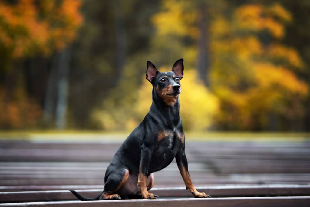 Pinscher Allemand : caractère, éducation et santé de cette race vive