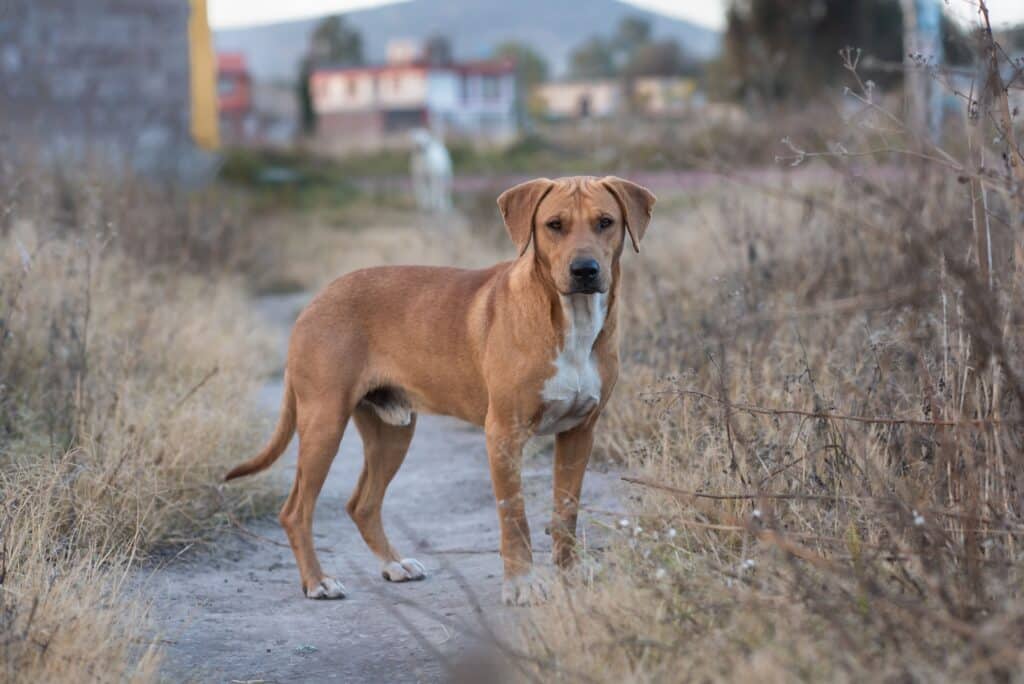 Pinscher Autrichien : caractère, éducation, santé et prix de cette race