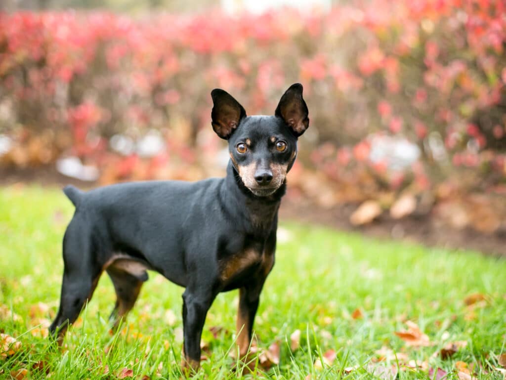 Pinscher Nain : caractère, santé et prix de cette race